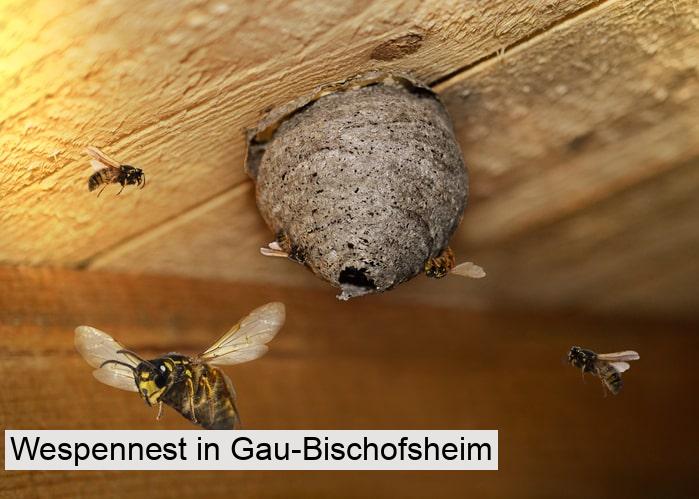 Wespennest in Gau-Bischofsheim